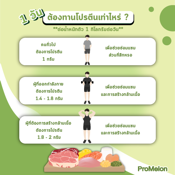 ต้องทานโปรตีนเท่าไหร่