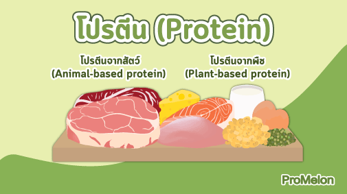 โปรตีนคืออะไร